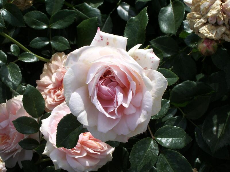 File:Garden of Roses (Kordes 2007).JPG