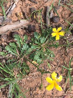 Goodenia pinnatifida.jpg