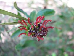 Grevillea evansiana.jpg