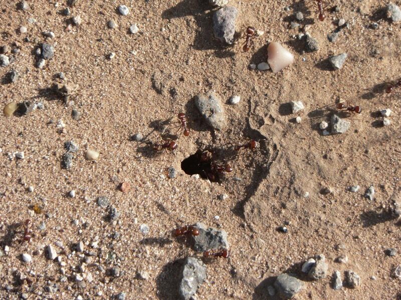 File:Harvester ant hole.jpg