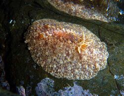 Hoplodoris grandiflora.JPG