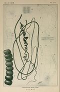 Icones of Japanese algae (Pl. XCV) (6049927195).jpg