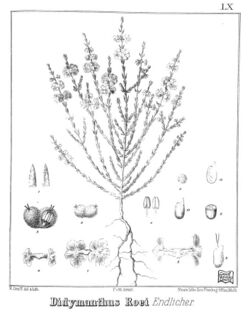 Iconography of Australian salsolaceous plants (1889) (20736836942).jpg