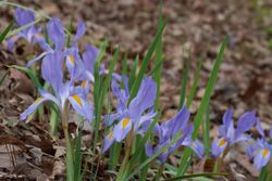 Iris verna v. smalliana.jpg