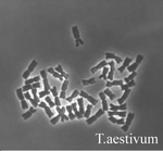 Karyotype of wheat (Triticum aestivum).png