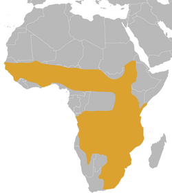 Kassina senegalensis Range in 2013.png