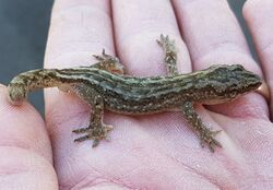 Korowai gecko (cropped).jpg