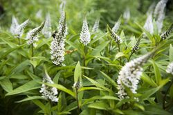 LAUFER Goosneck Loosestrife.jpg