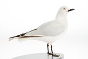 Complete gull specimen collected in 1930