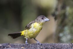 Lemon-rumped tanager (Ramphocelus flammigerus) female Las Tanagaras.jpg