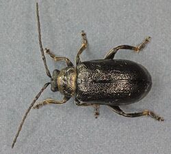 Lochmaea suturalis, Fenn's Moss, North Wales, Sept 2010 - Flickr - janetgraham84.jpg