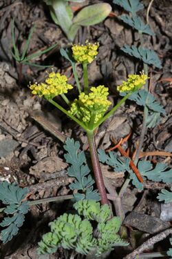 Lomatium martindalei 5221.JPG