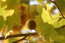 London plane flower.jpg