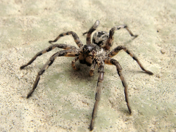 Lycosa tarantula.png