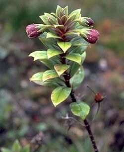 Lysimachia daphnoides.jpg