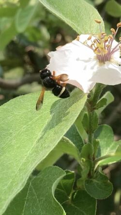 Megachile euzona en Rinconada, Chile.jpg