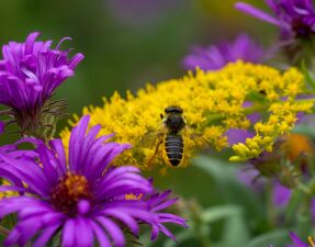 Black sweat bee partially covered in yellow pollen sitting on a bright yellow goldenrod flower head next to a New England aster flower head