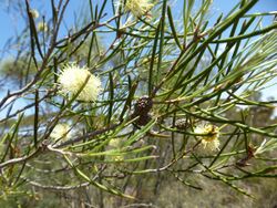 Melaleuca scalena (leaves, flowers, fruits).JPG