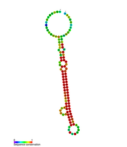 MiR-223 secondary structure.png