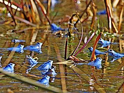 A scene of a pong with a dozen blue moor frogs scattered around the scene. They are all looking in different directions semi-submerged in the pond water.