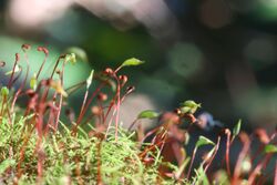 Moss sporophyte ferndale park.jpg