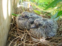 Mourning Dove Chicks 20060701.JPG