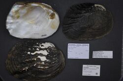 Naturalis Biodiversity Center - ZMA.MOLL.209650 - Megalonaias nervosa (Rafinesque, 1820) - Unionidae - Mollusc shell.jpeg