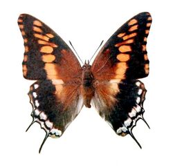 Novitates Zoologicae1900PlateXII, Charaxes achaemenes, ♀.jpg