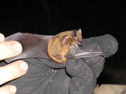 A researcher is holding a Nycticeius humeralis Evening bat. The creature's wings are outstretched.