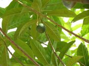 Drying rudraksha fruits