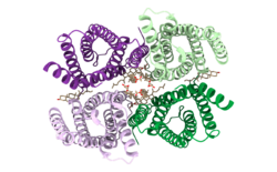 PDB 6nf4 Top view, colored, cartoon representation.png