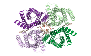 PDB 6nf4 Top view, colored, cartoon representation.png