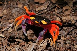 Pacific land crab (Gecarcinus quadratus).jpg
