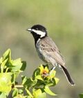Parus afer -Namaqua National Park, Northern Cape, South Africa -adult-6.jpg
