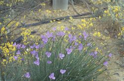 Patersonia graminea.jpg