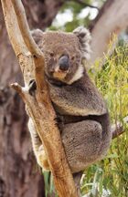 Koala resting in a tree between branch and stem