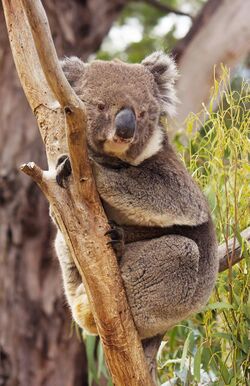 Phascolarctos cinereus Bonorong.jpg