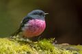 Pink Robin - Mount Field National Park.jpg