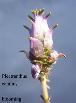 Plectranthus caninus-blooming.jpg