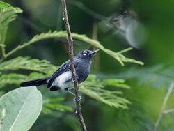 Polioptila schistaceigula - Slate-throated Gnatcatcher - male (cropped).jpg