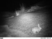 Black-and-white night photo of rabbit
