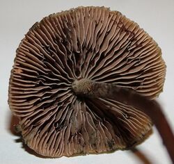 Underside of Psilocybe aucklandiae mushroom cap, showing the gills.