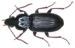 Pterostichus minor (Gyllenhal, 1827) (3421643976).jpg