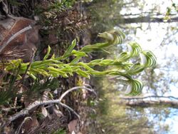 Pterostylis vittata.jpg