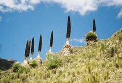 Puya Raimondii.JPG