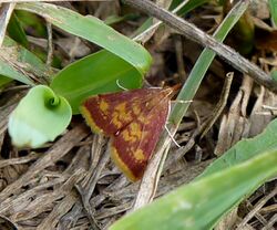 Pyrausta acrionalis.jpg