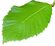 Quercus pontica leaf (white background).jpg