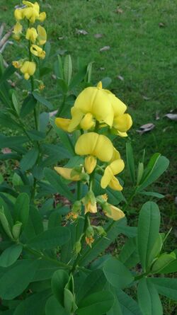 Rattleweed (Crotalaria retusa).jpg