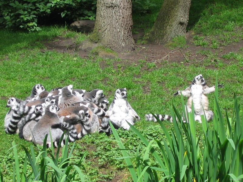 File:Ringstaartmakis - Ring-tailed Lemur.jpg