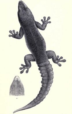 Rodrigues day gecko.jpg